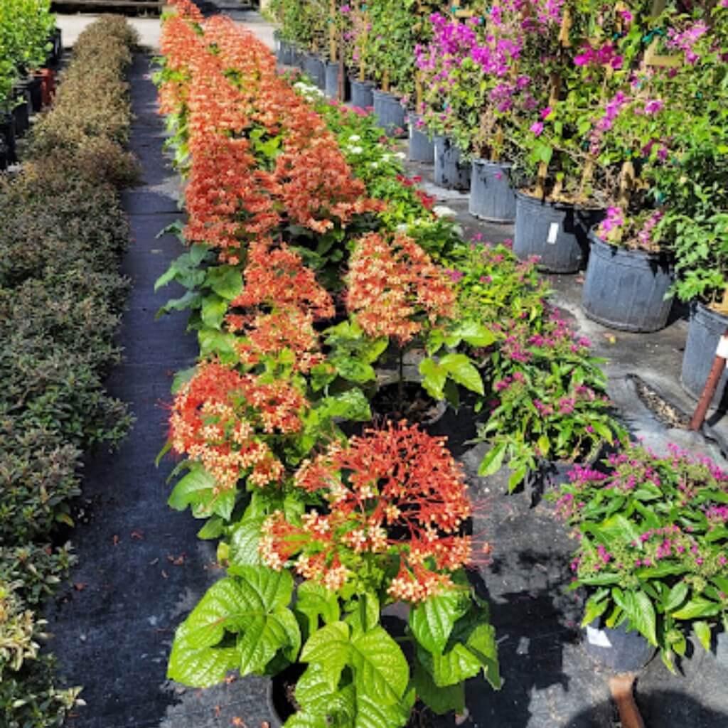 Arbustos Plasencia Nursery