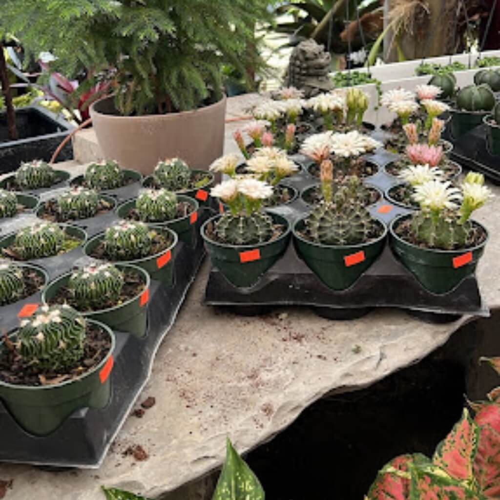 Cactus Galloway Farm Nursery Inc