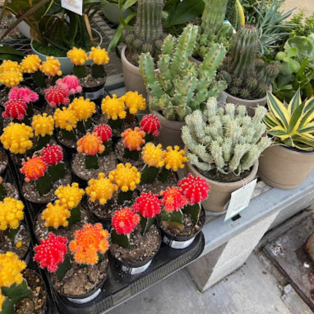 Cactus Garden Center at The Home Depot