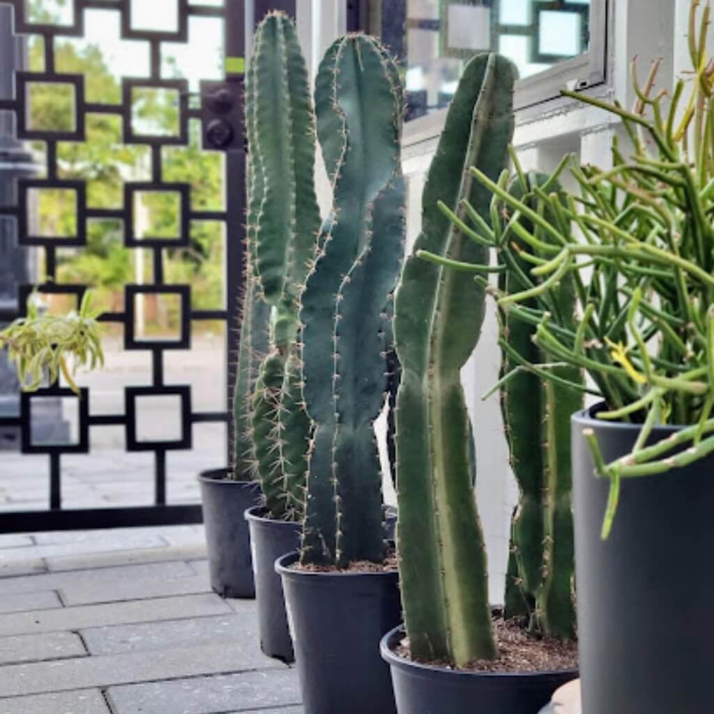 Cactus MiMo Garden Center