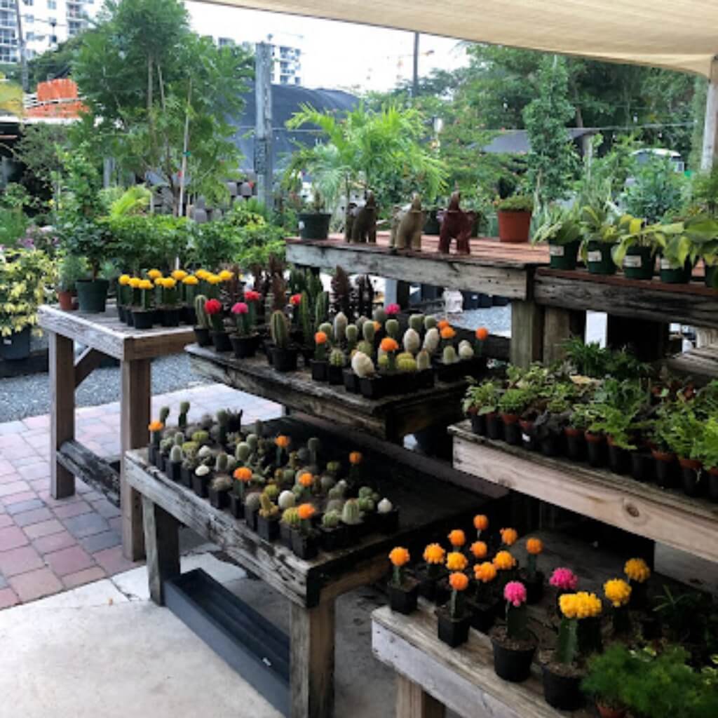 Cactus Midtown Garden Center