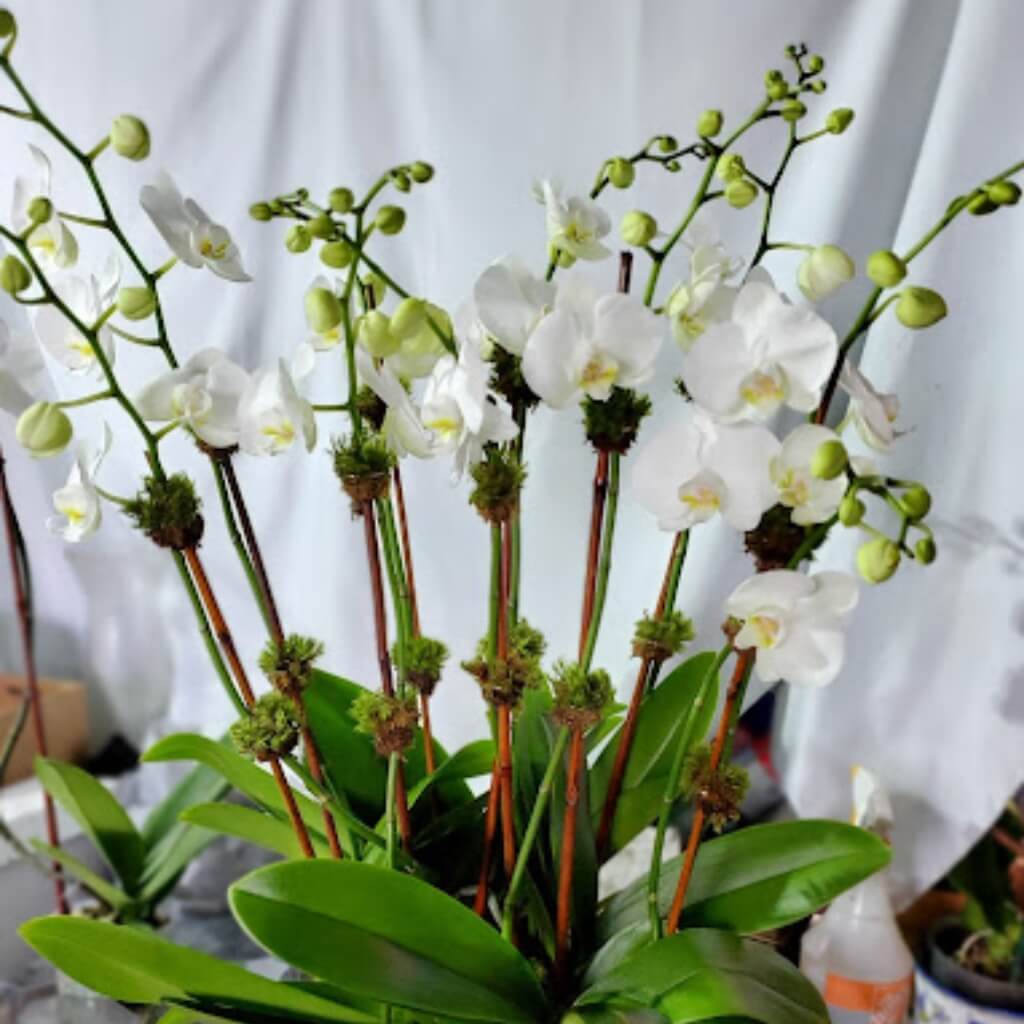 Flor My Family Garden & Nursery