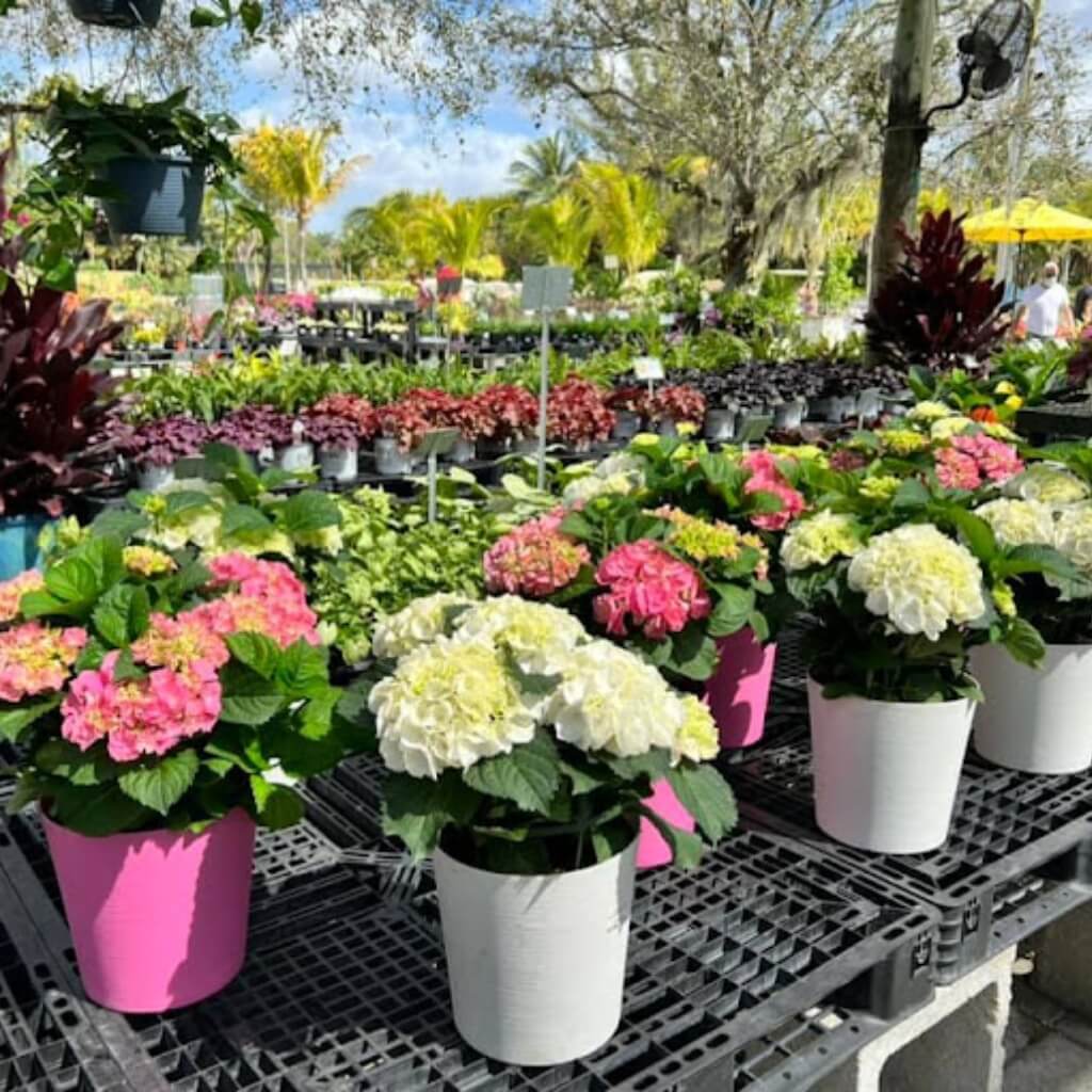 Flores Casaplanta Garden Center