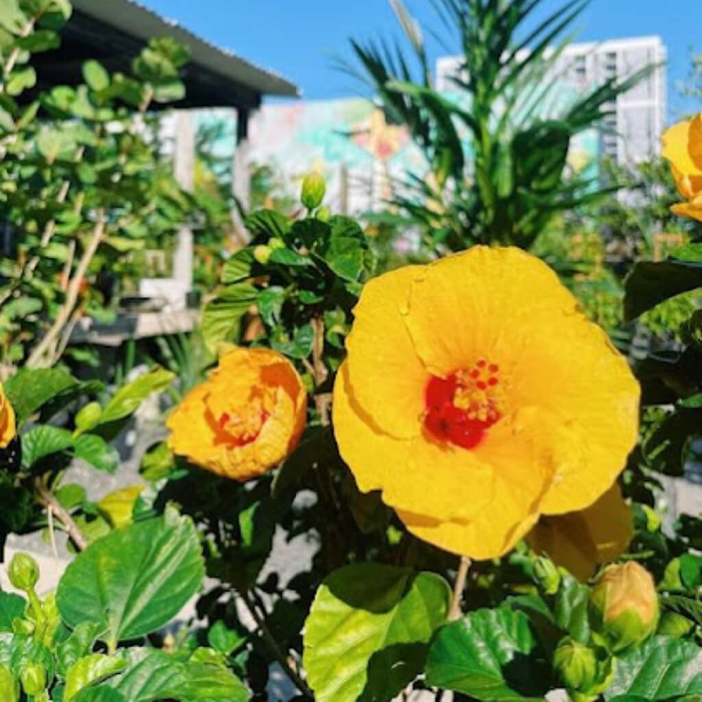 Flores Midtown Garden Center