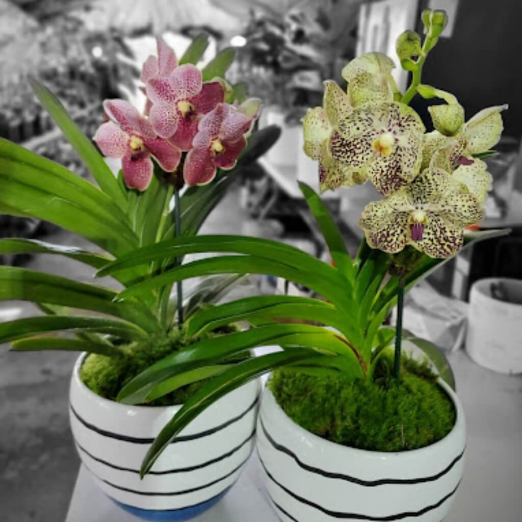 Flores My Family Garden