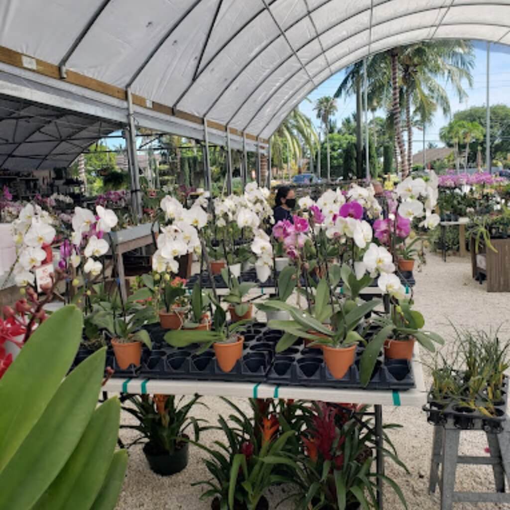 Flores Sunset Nursery