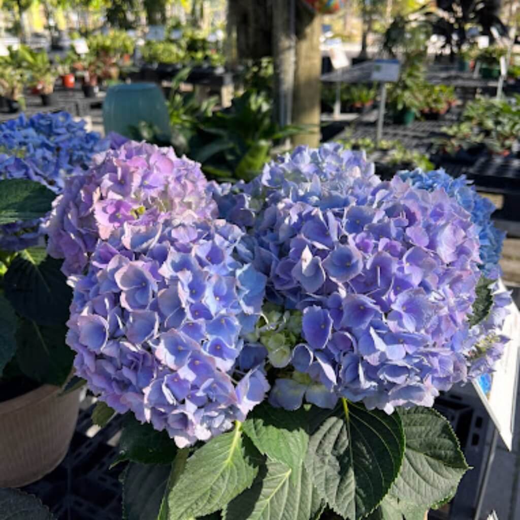 Hortensias Casaplanta Garden Center