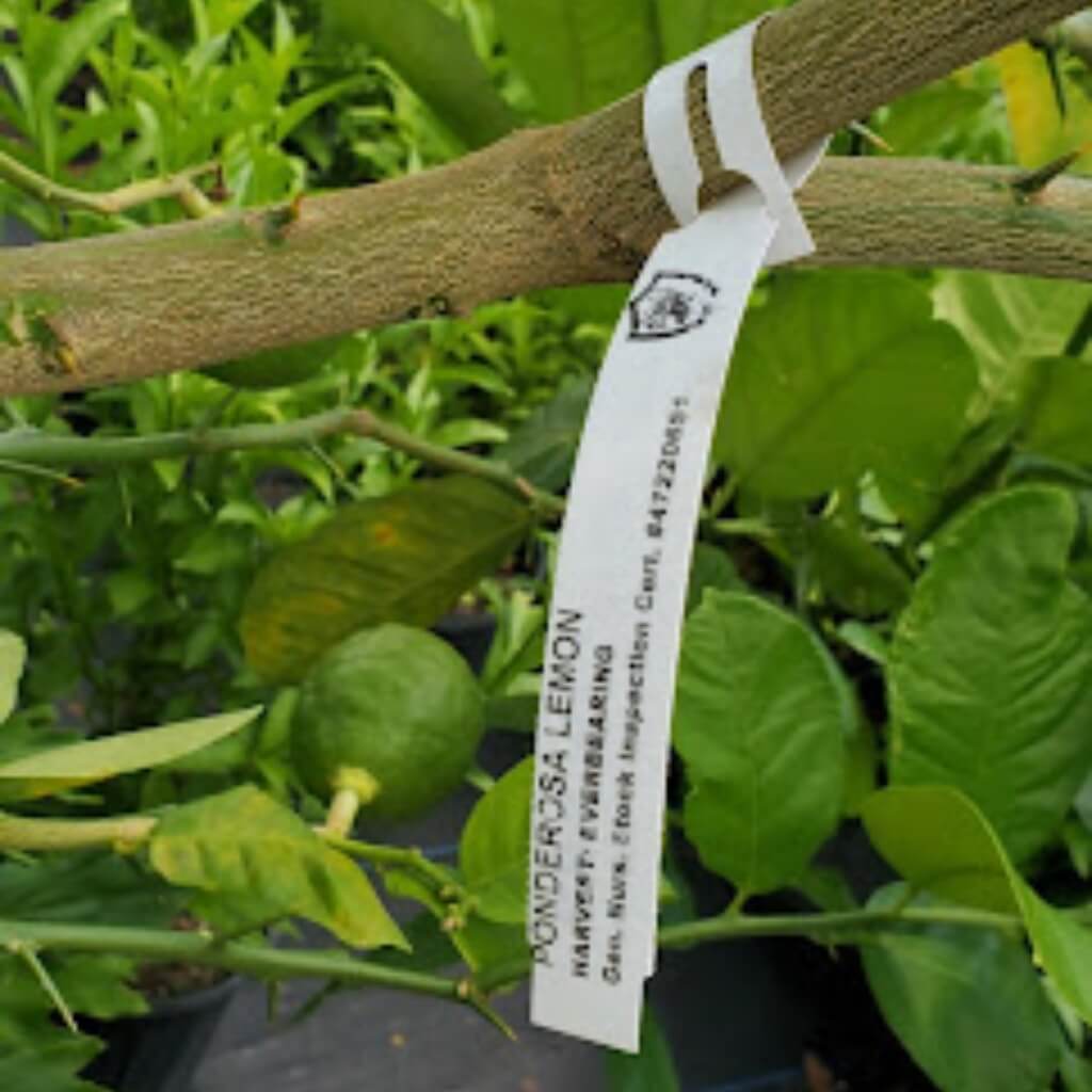 Limonero Florida Nursery Mart