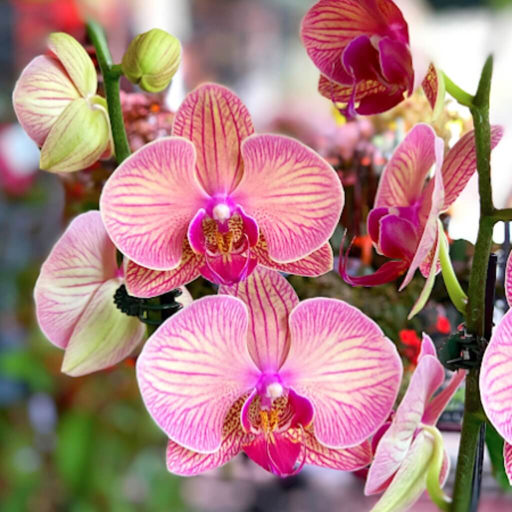 Orquídeas Casaplanta Garden Center