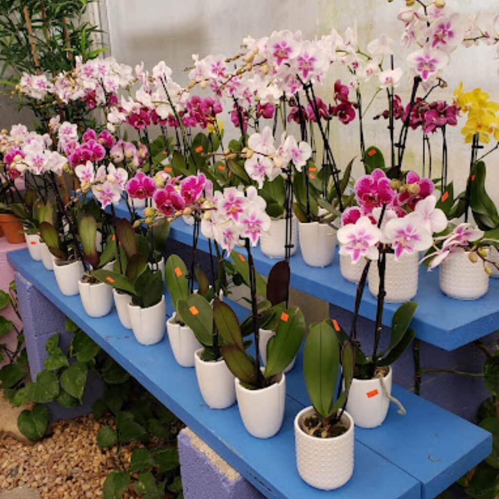 Orquídeas Galloway Farm Nursery Inc