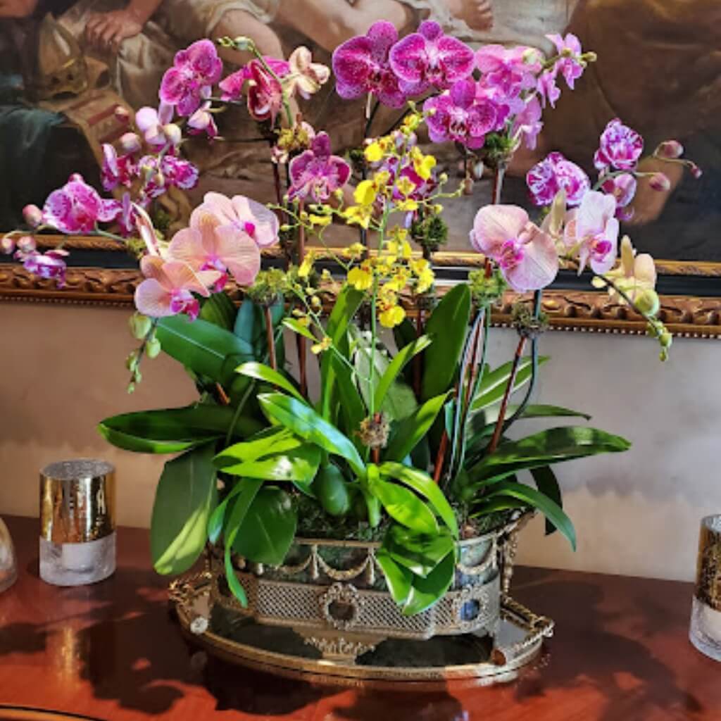 Orquideas My Family Garden