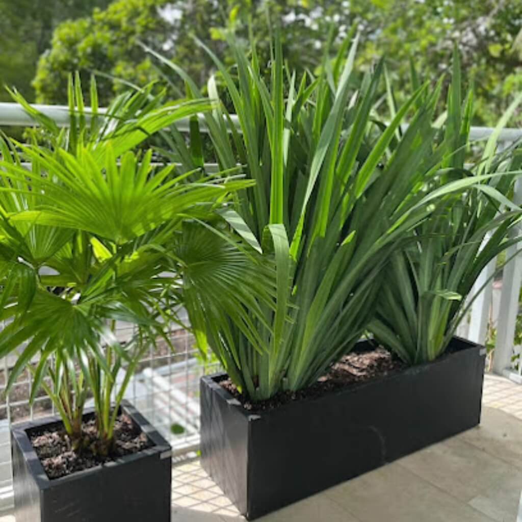 Palmas MiMo Garden Center