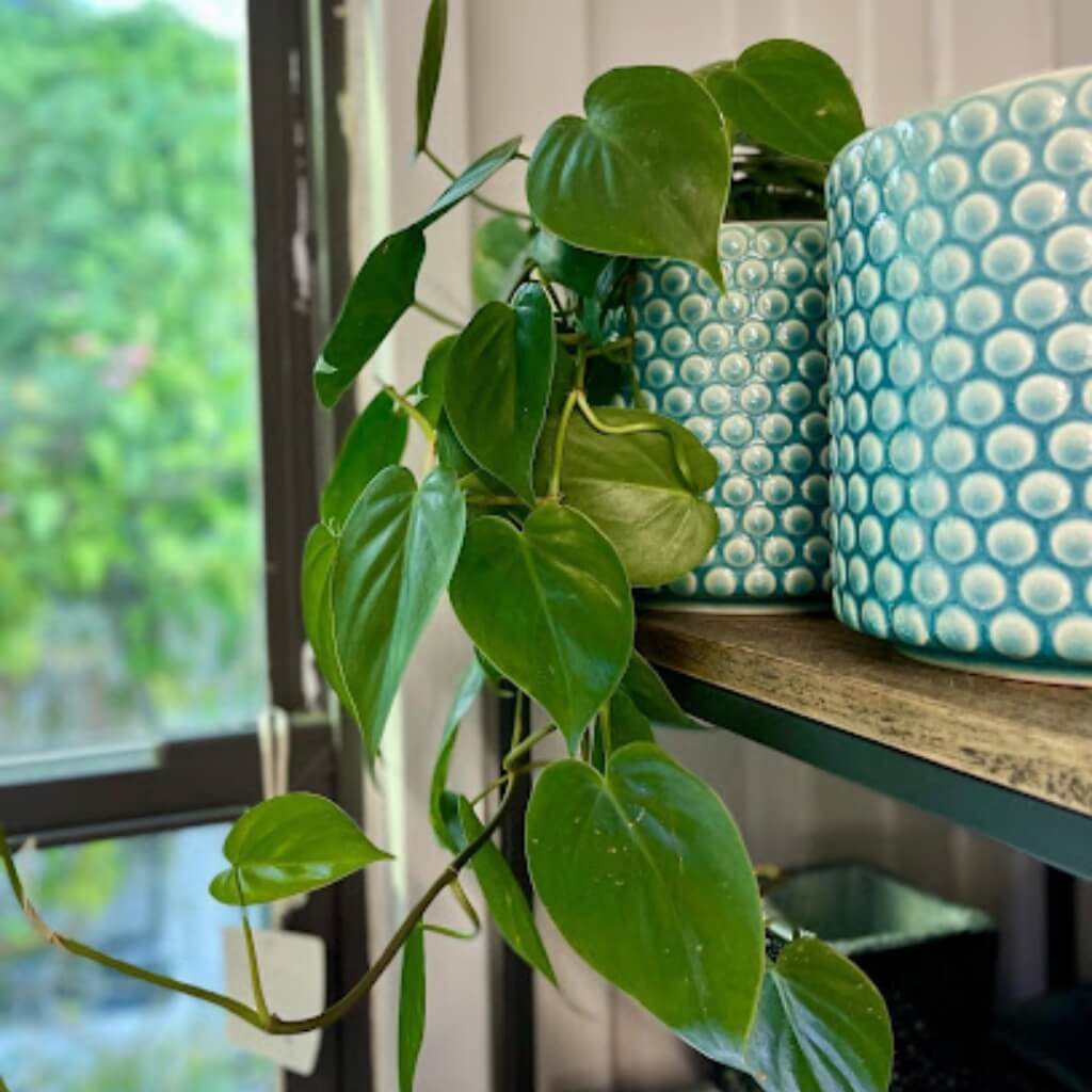 Planta MiMo Garden Center