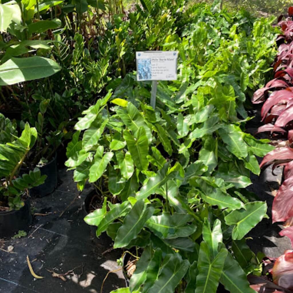 Plantas Florida Nursery Mart