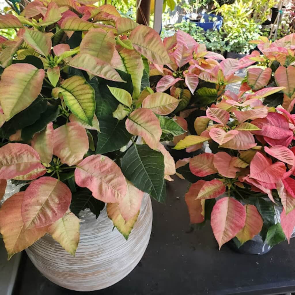 Plantas My Family Garden