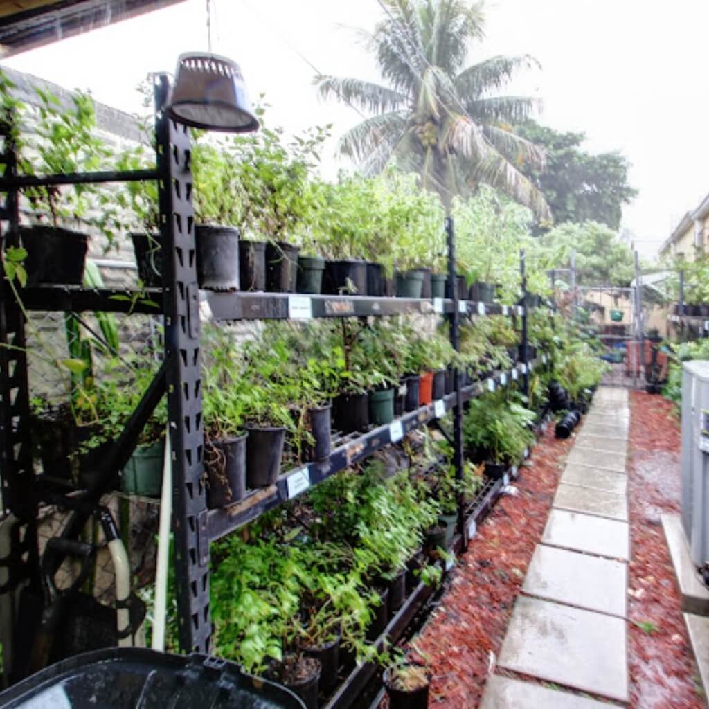 Plantas para limpieza