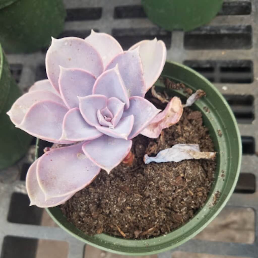 Suculentas Florida Nursery Mart