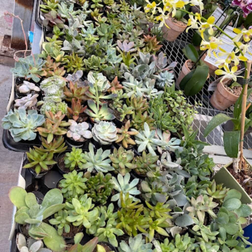 Suculentas Garden Center at The Home Depot