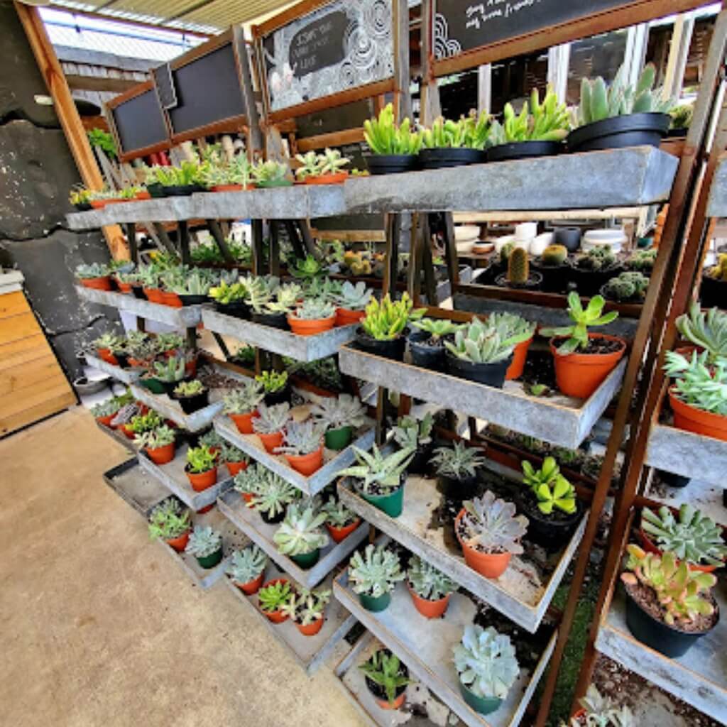 Suculentas Midtown Garden Center