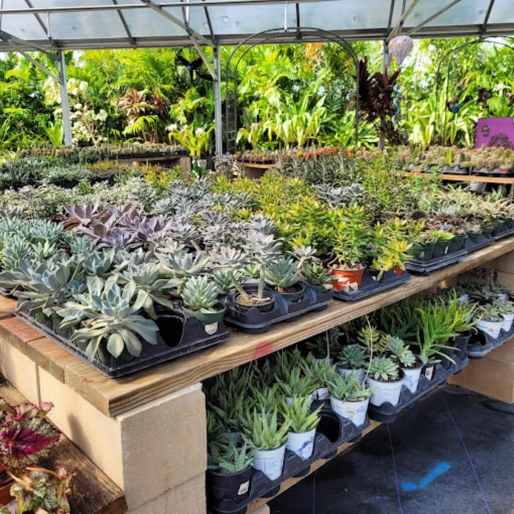 Suculentas Plasencia Nursery