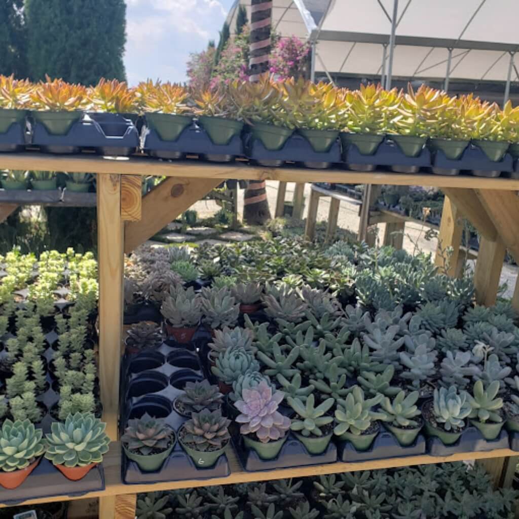 Suculentas Sunset Nursery