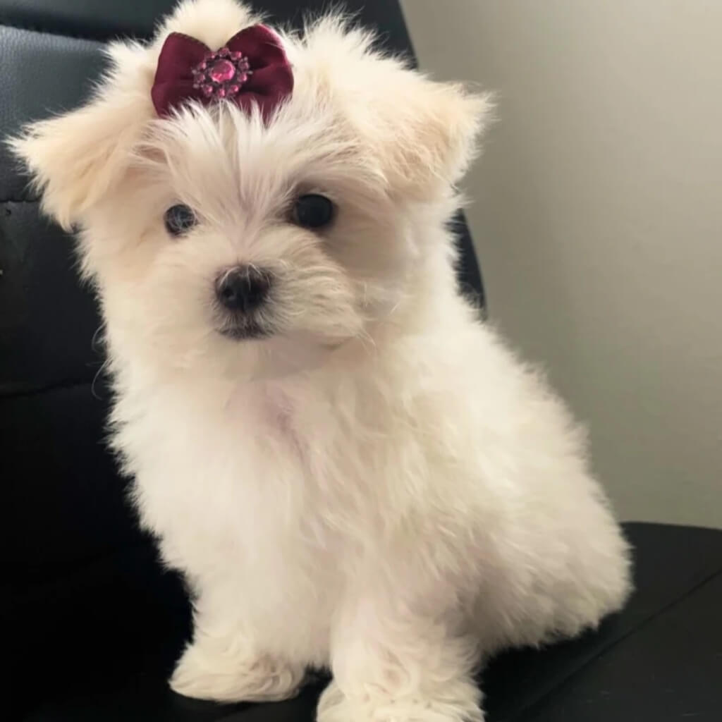 Miami Pet Clinic