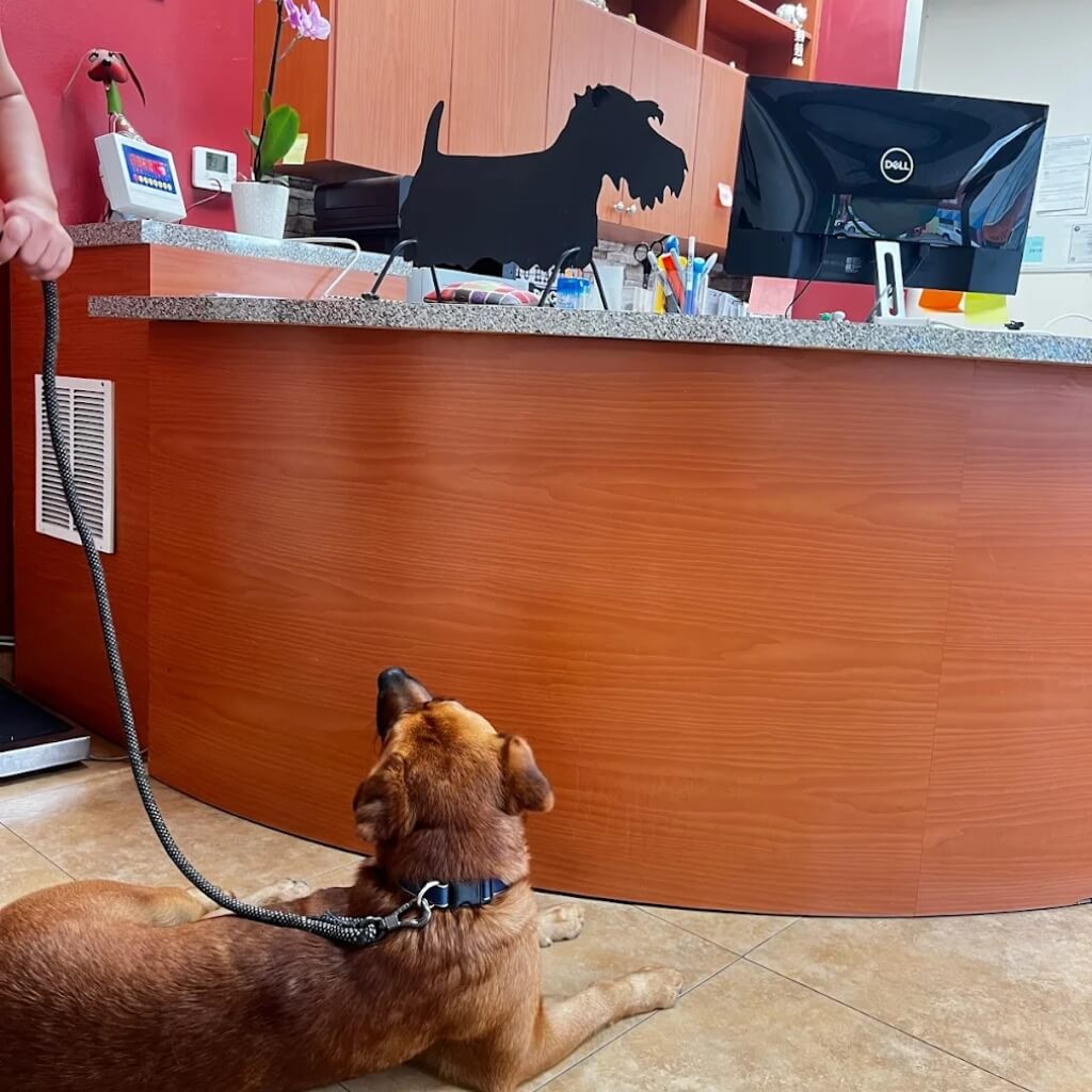 Flagler Animal Clinica