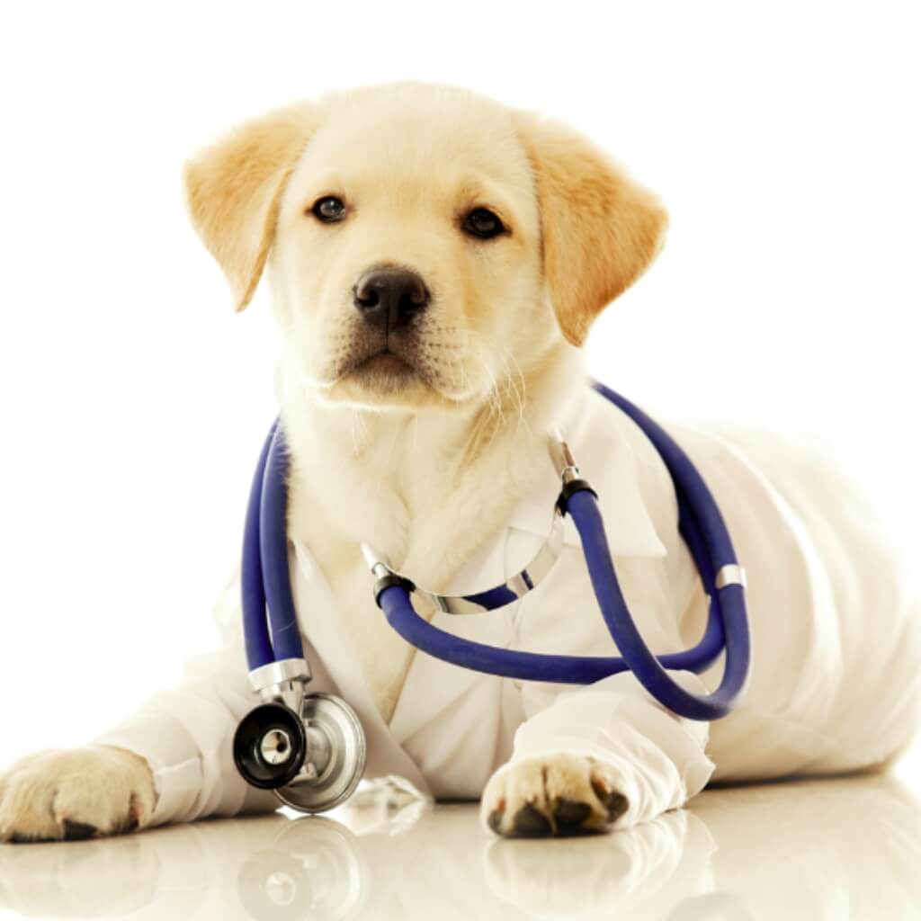 Animal Clinic 8 & 43
