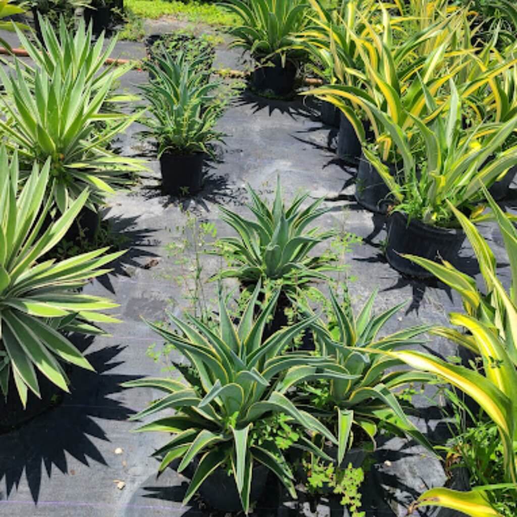 R & R Garden Center 2