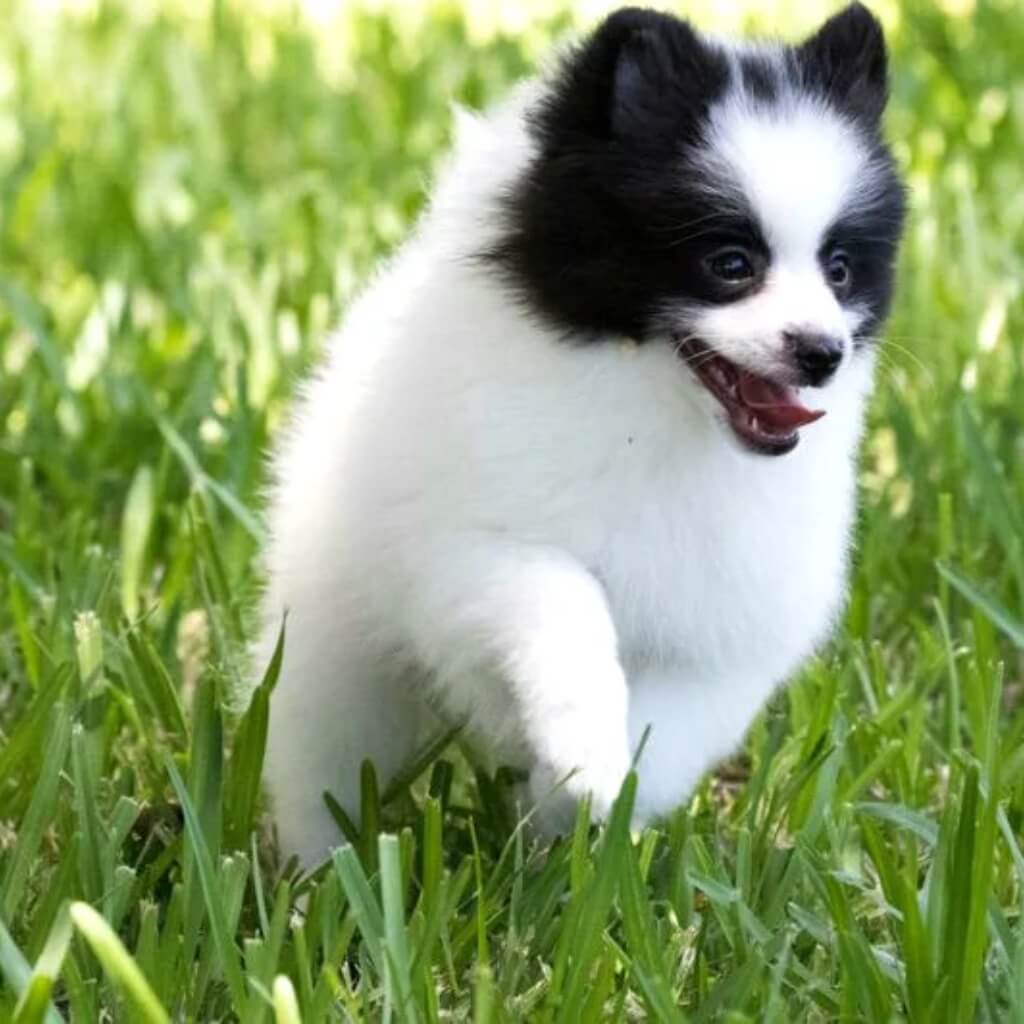 Miami Pet Clinic