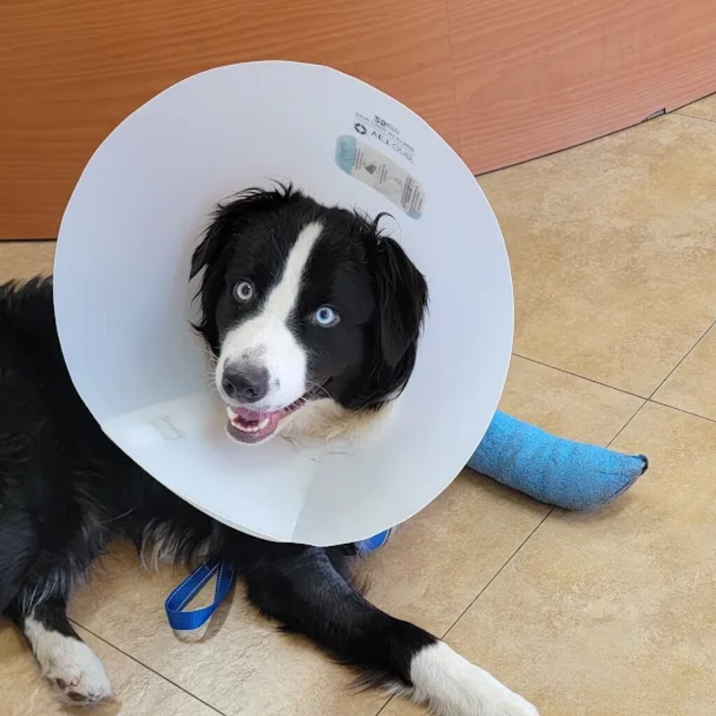 Parajon Animal Clinic