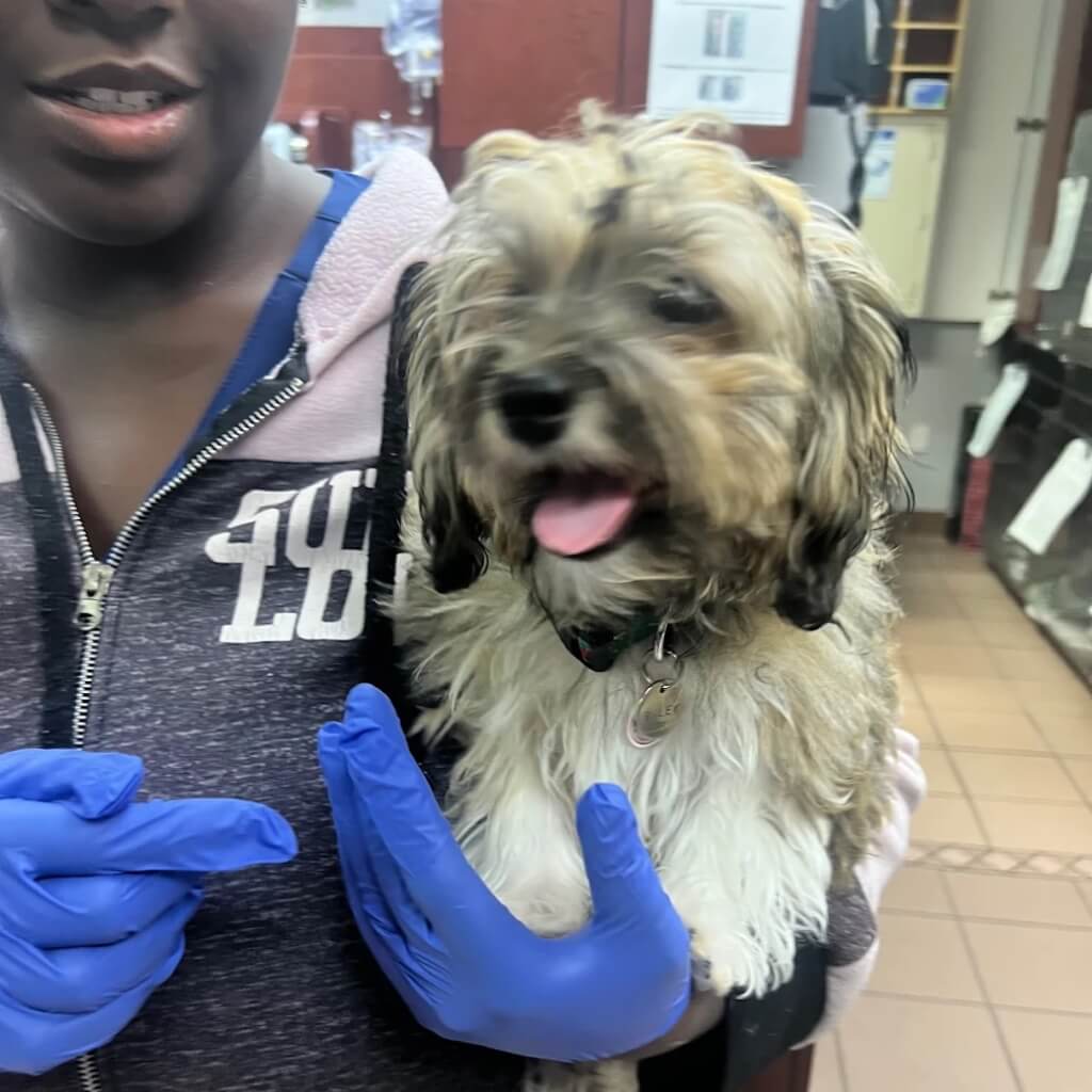 VCA Knowles Central Animal Hospital