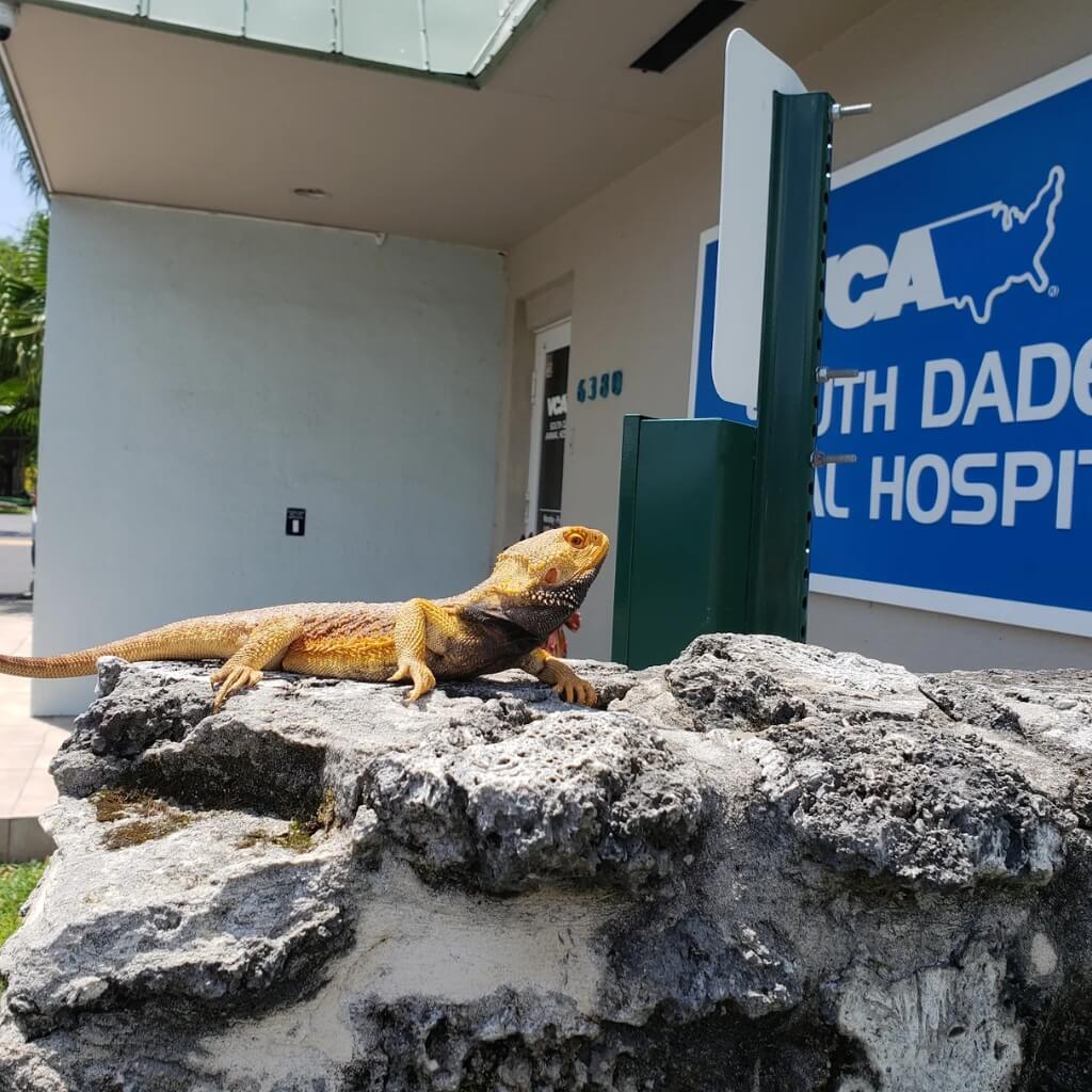 VCA South Dade Animal Hospital