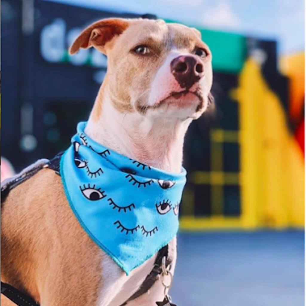 DOG Hotels Wynwood 3