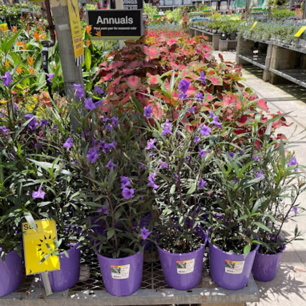 Garden Center at The Home Depot 3