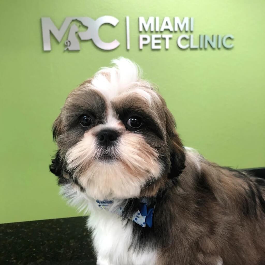 Miami Pet Clinic