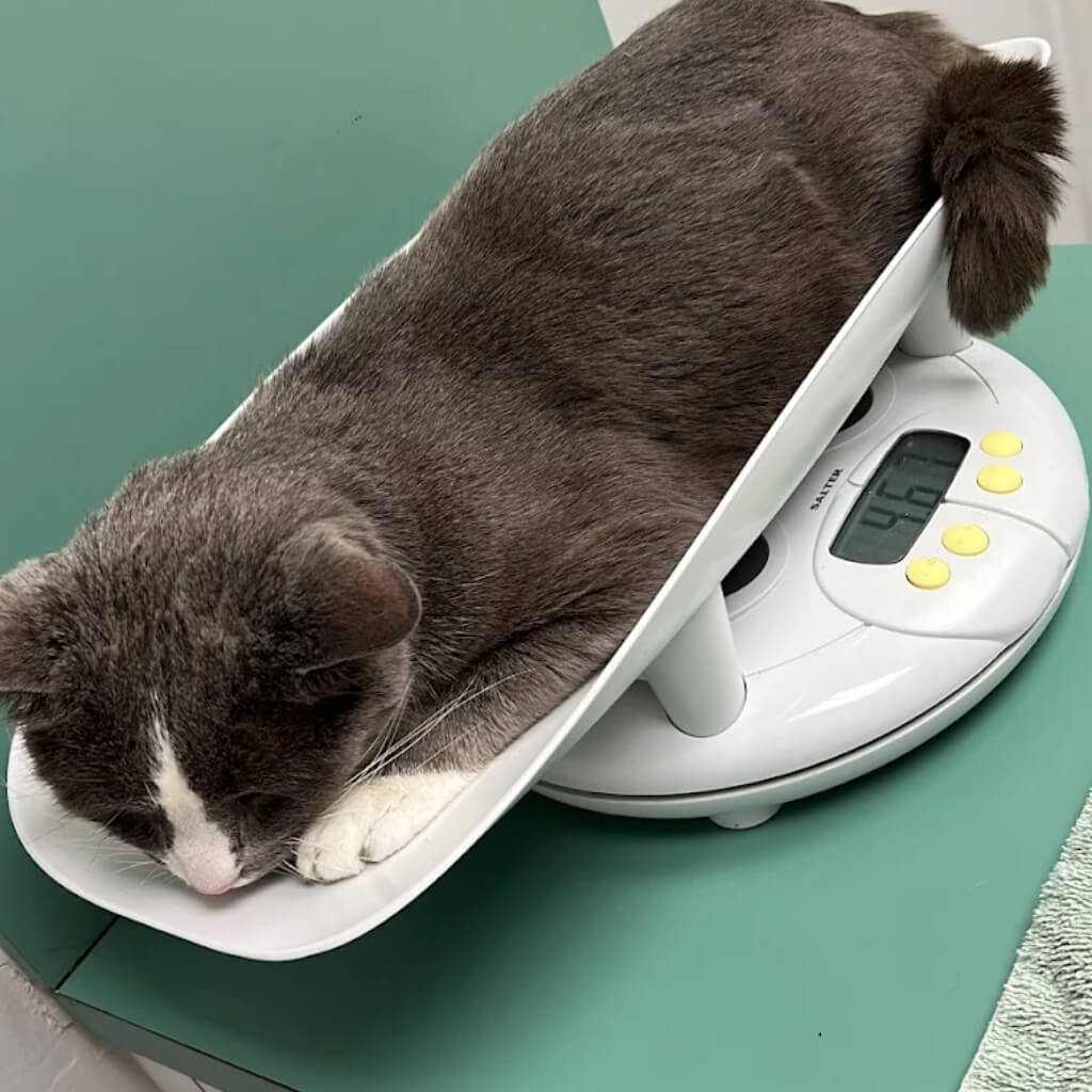 Miami Animal Hospital