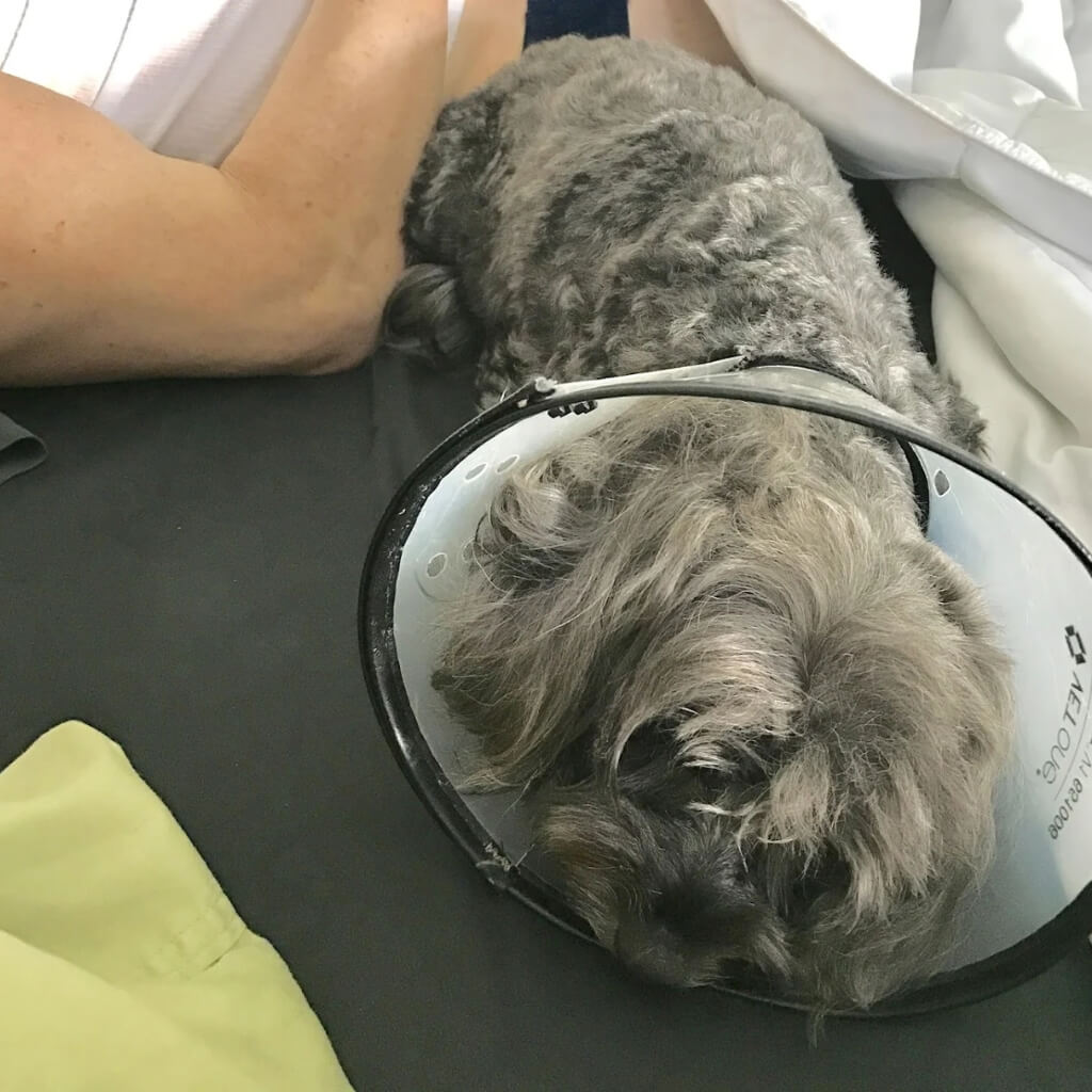 VCA Knowles Central Animal Hospital