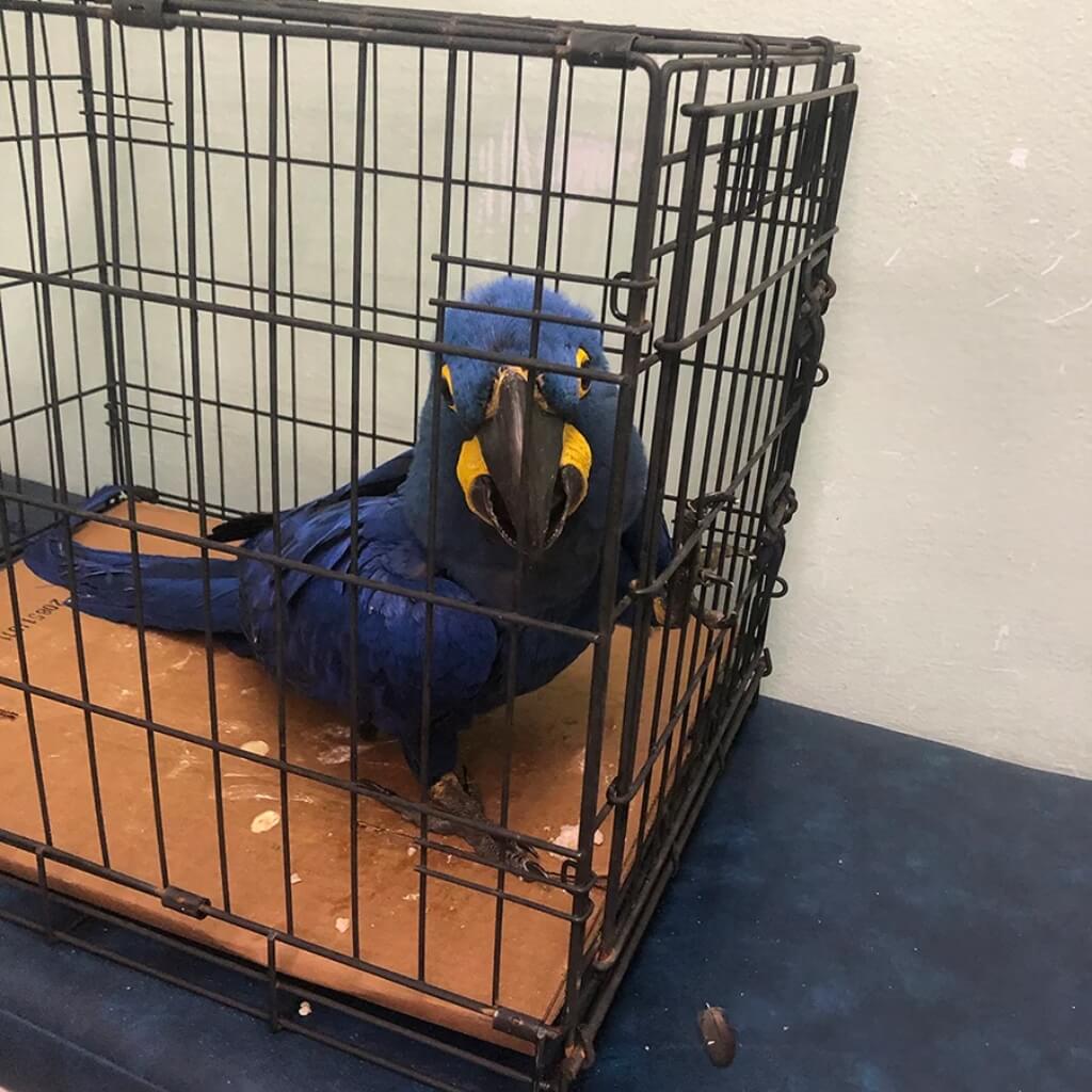 VCA South Dade Animal Hospital