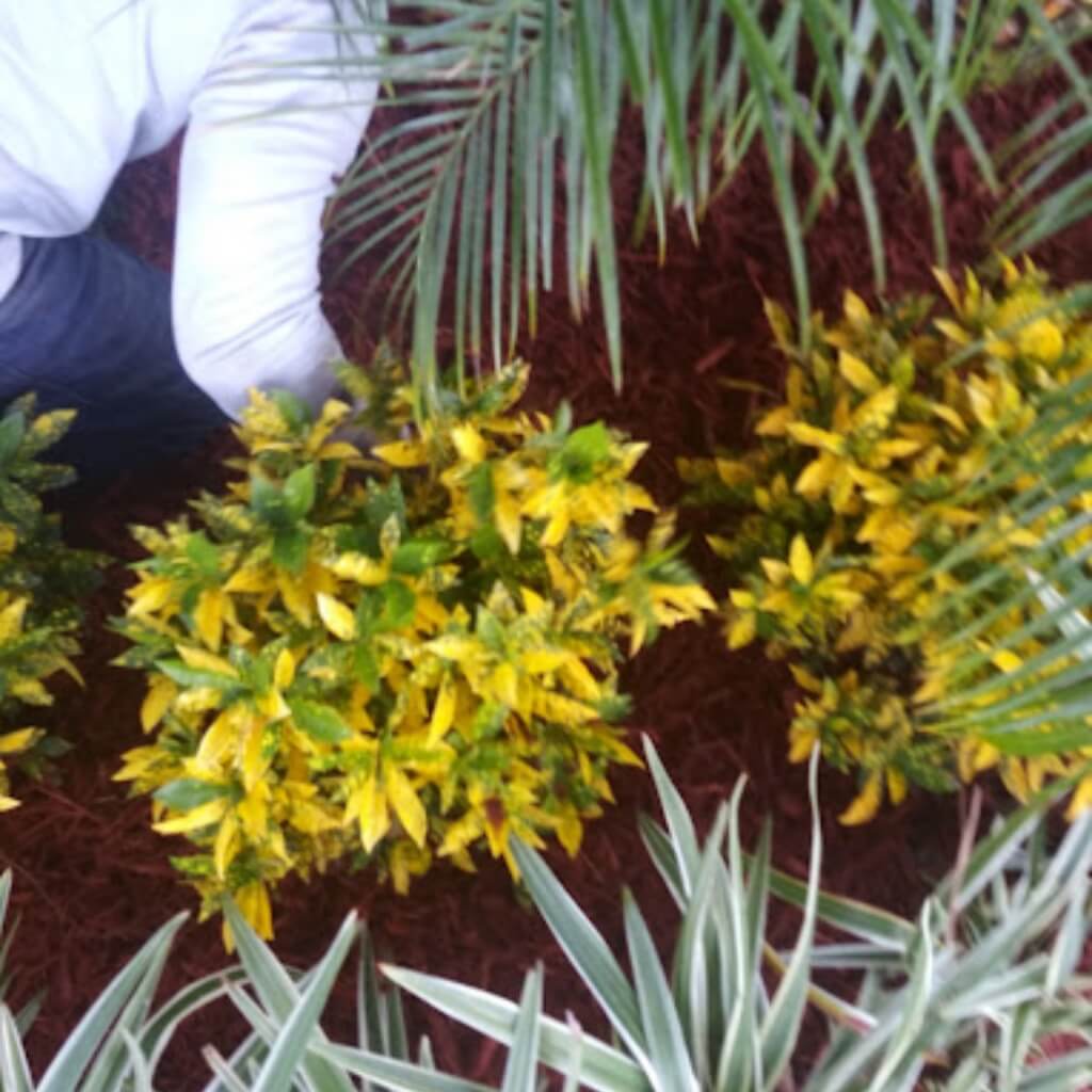 Rojo's Lawn service 4