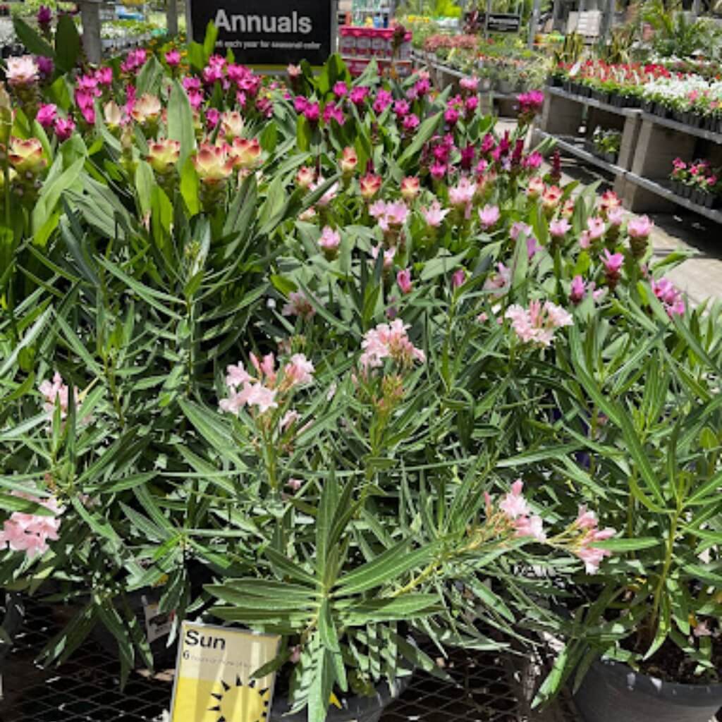 Garden Center at The Home Depot 4