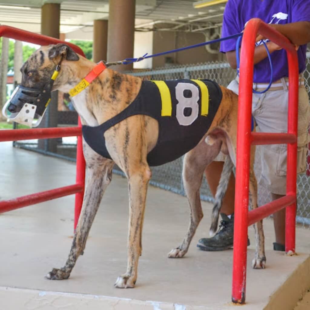 Flagler Dog Track & Entertainment 4