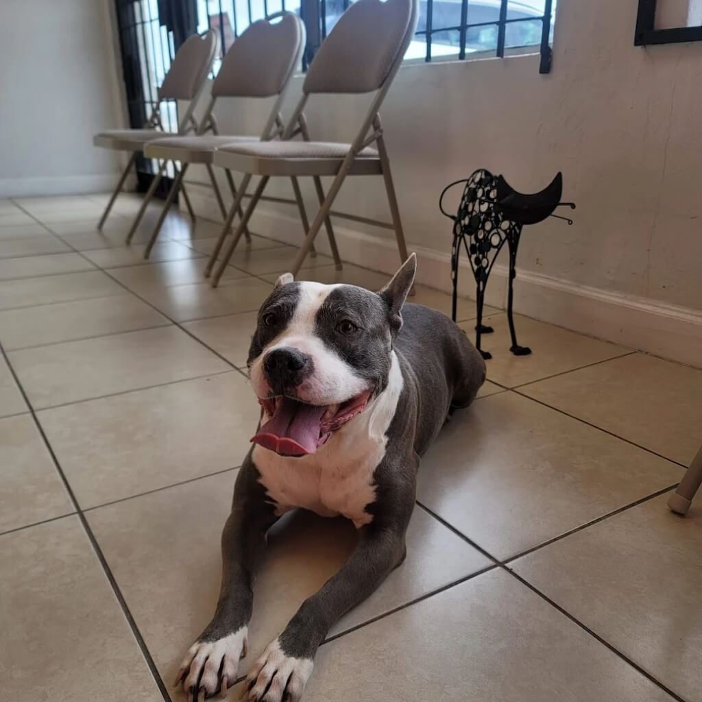 Flagler Animal Clinica