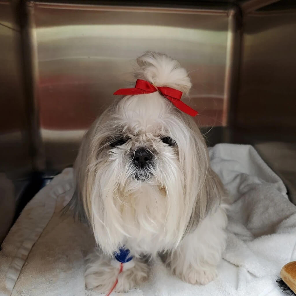 Flagler Animal Clinica