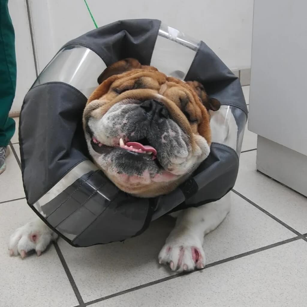 Miami Animal Hospital