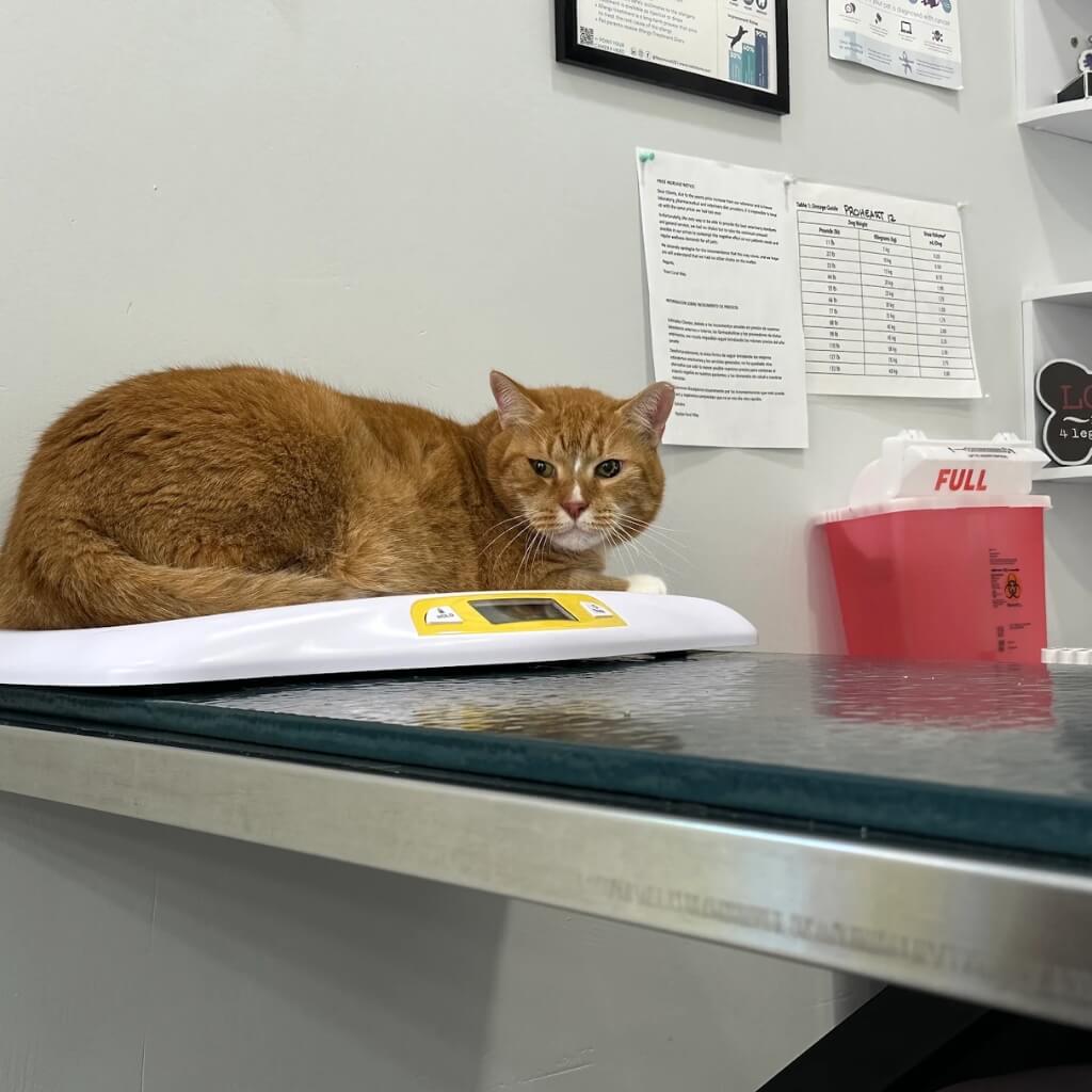 Coral Way Animal Clinic