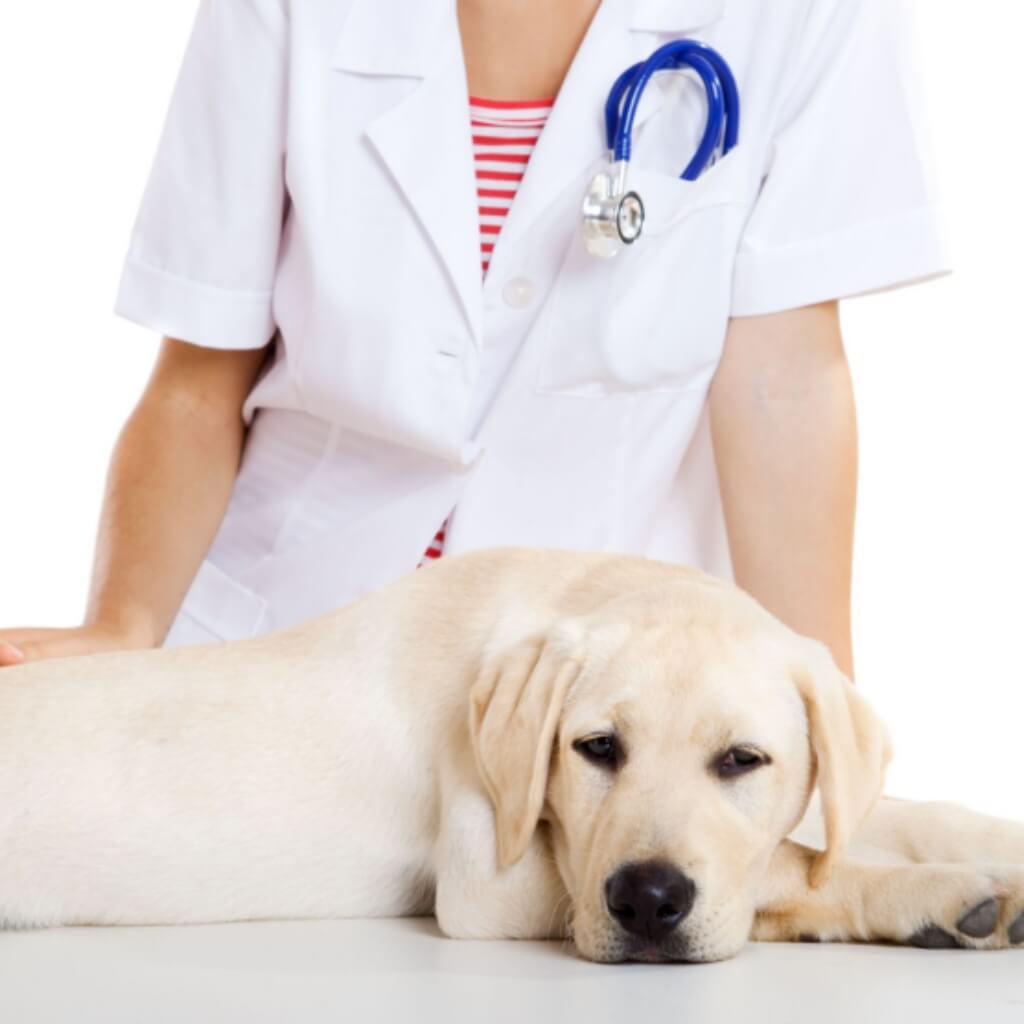 Animal Clinic 8 & 43