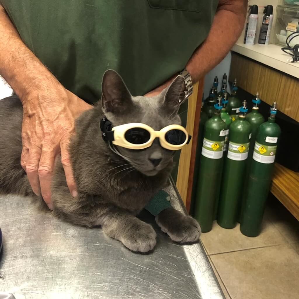 VCA South Dade Animal Hospital
