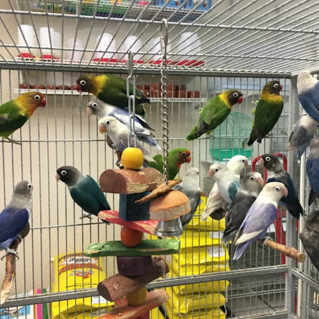 Robinsin 01 Pet Shop 5