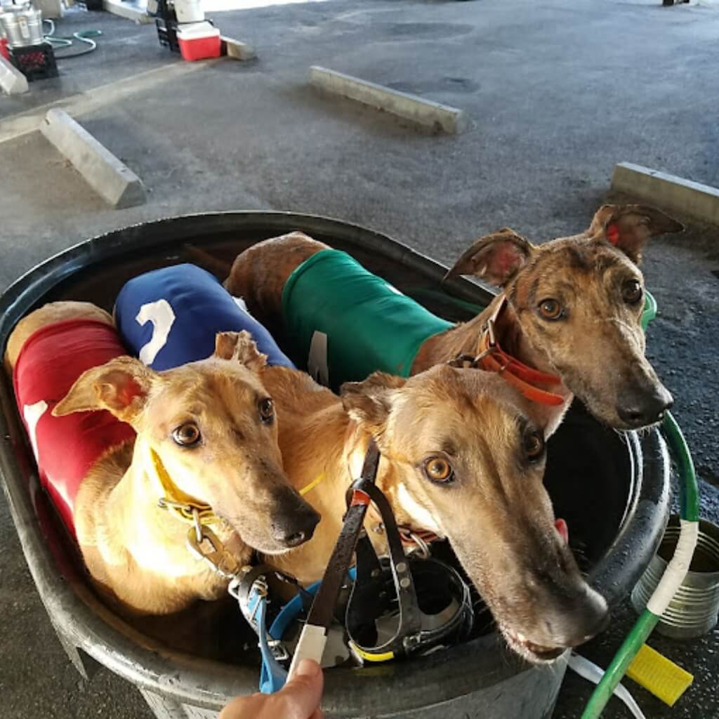 Flagler Dog Track & Entertainment 5